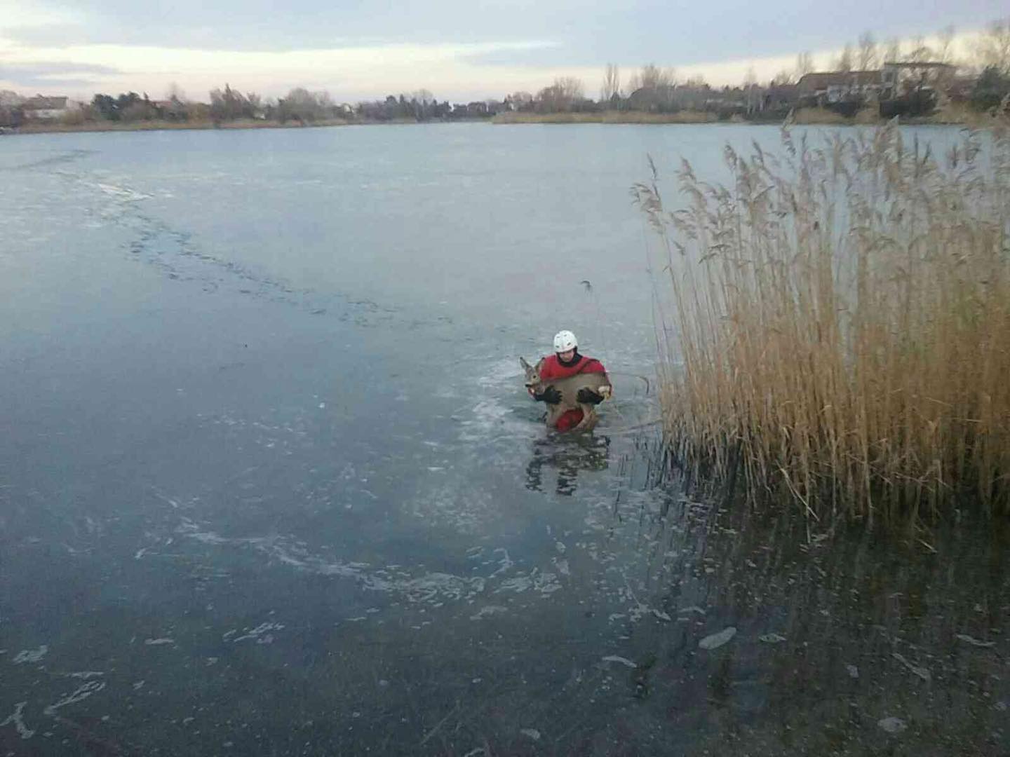 Srnka bojovala o život na jazere, hasiči ju zachránili